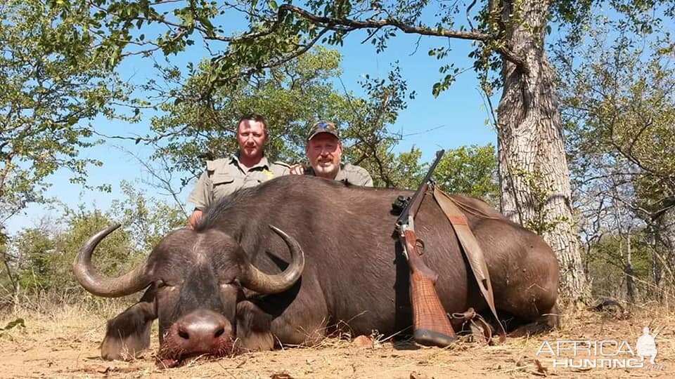 Hunt Cape Buffalo Cow in South Africa