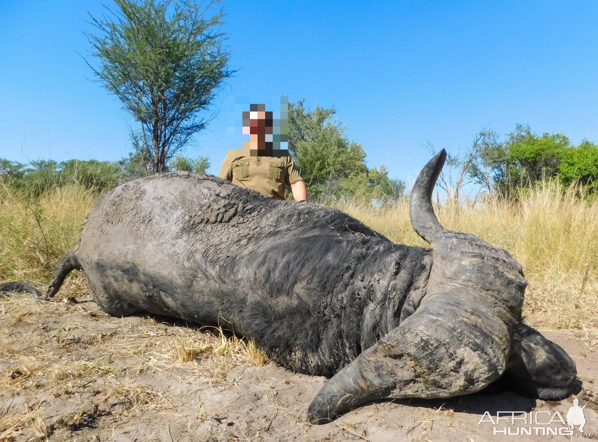 Hunt Cape Buffalo in Namibia