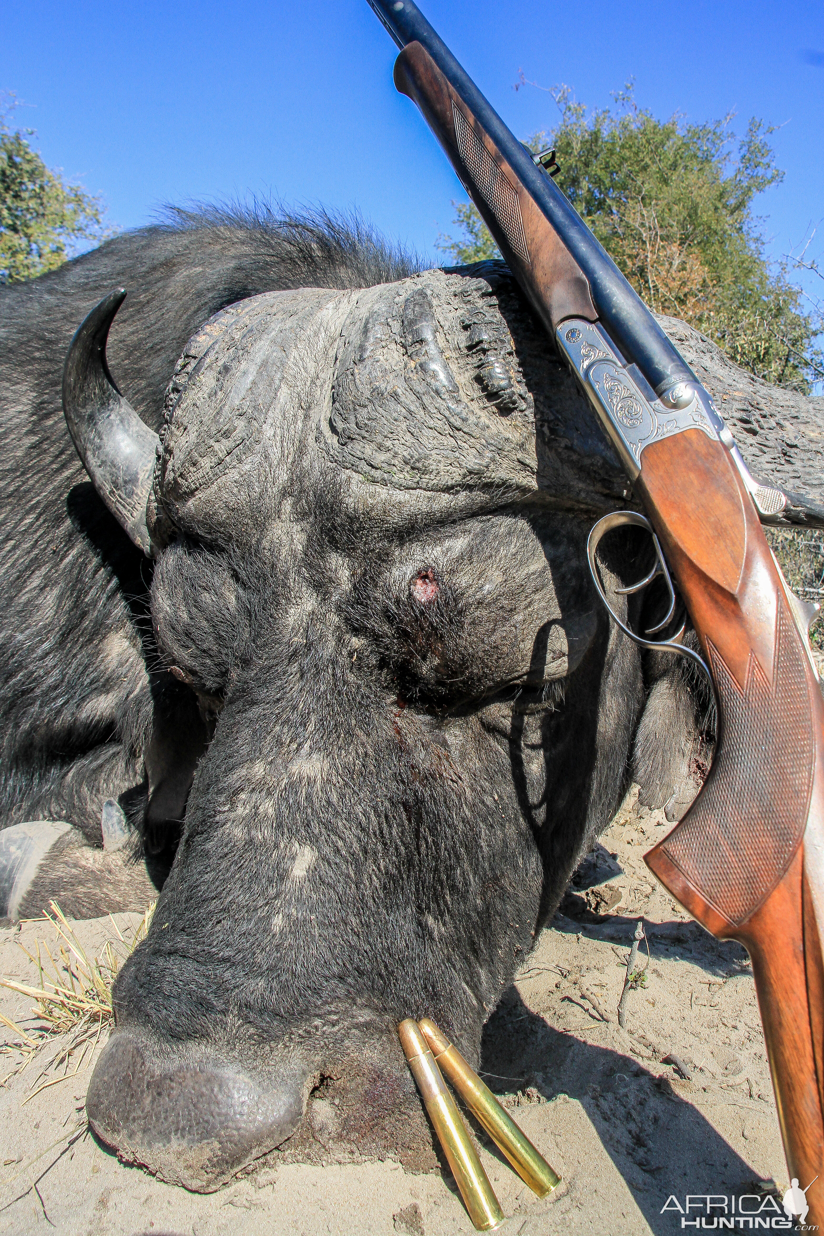 Hunt Cape Buffalo in Namibia