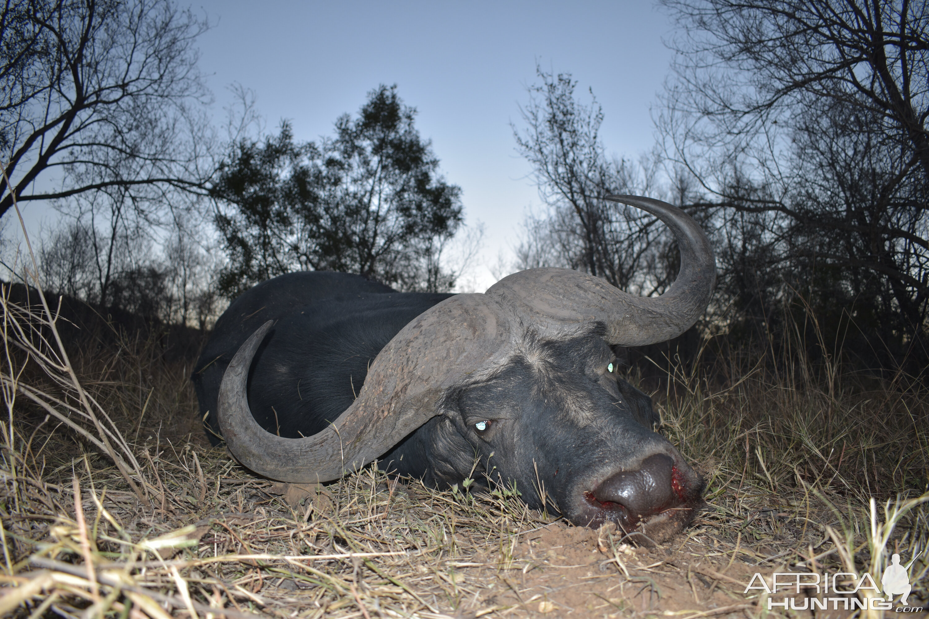 Hunt Cape Buffalo in South Africa