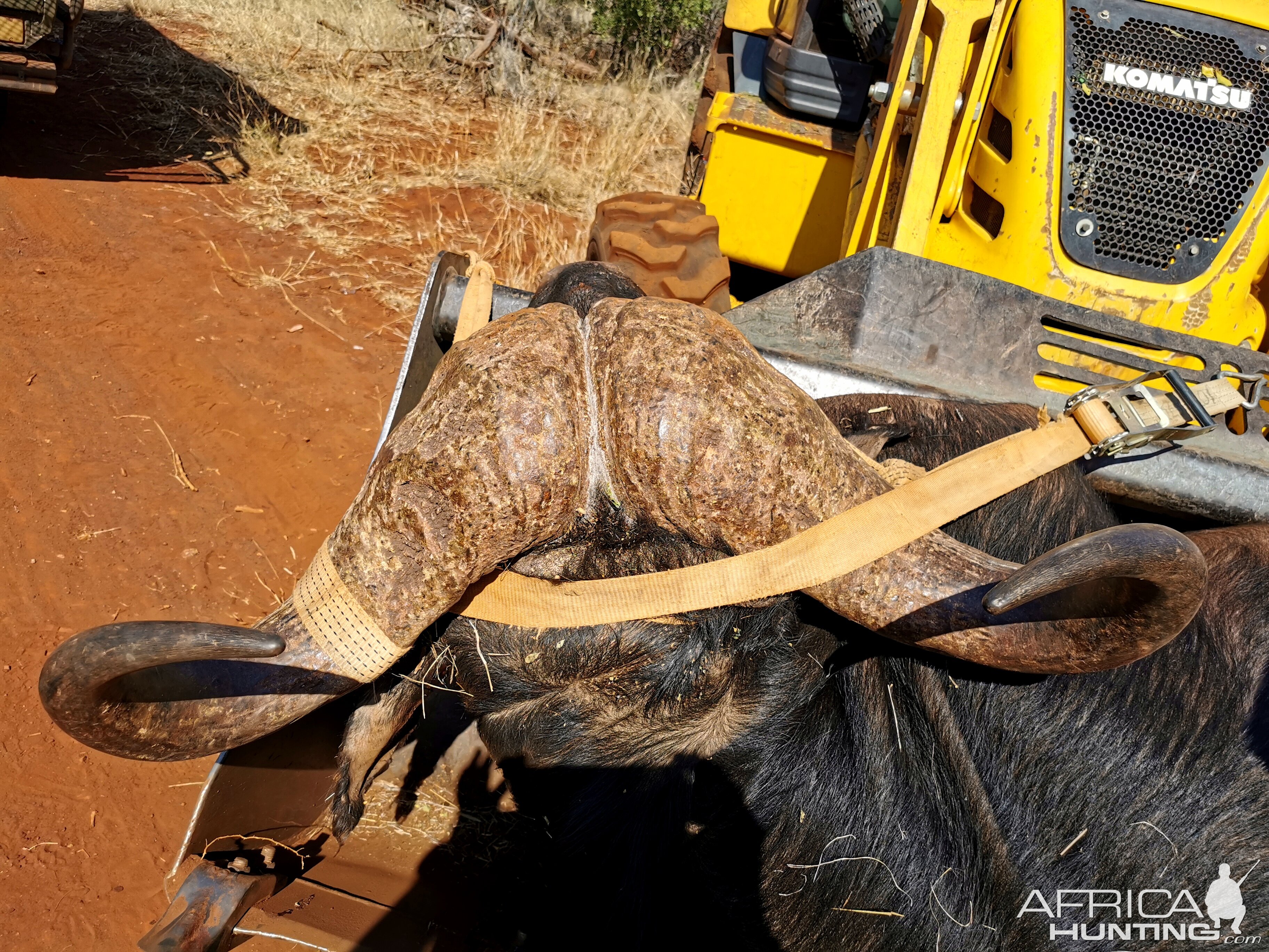 Hunt Cape Buffalo in South Africa