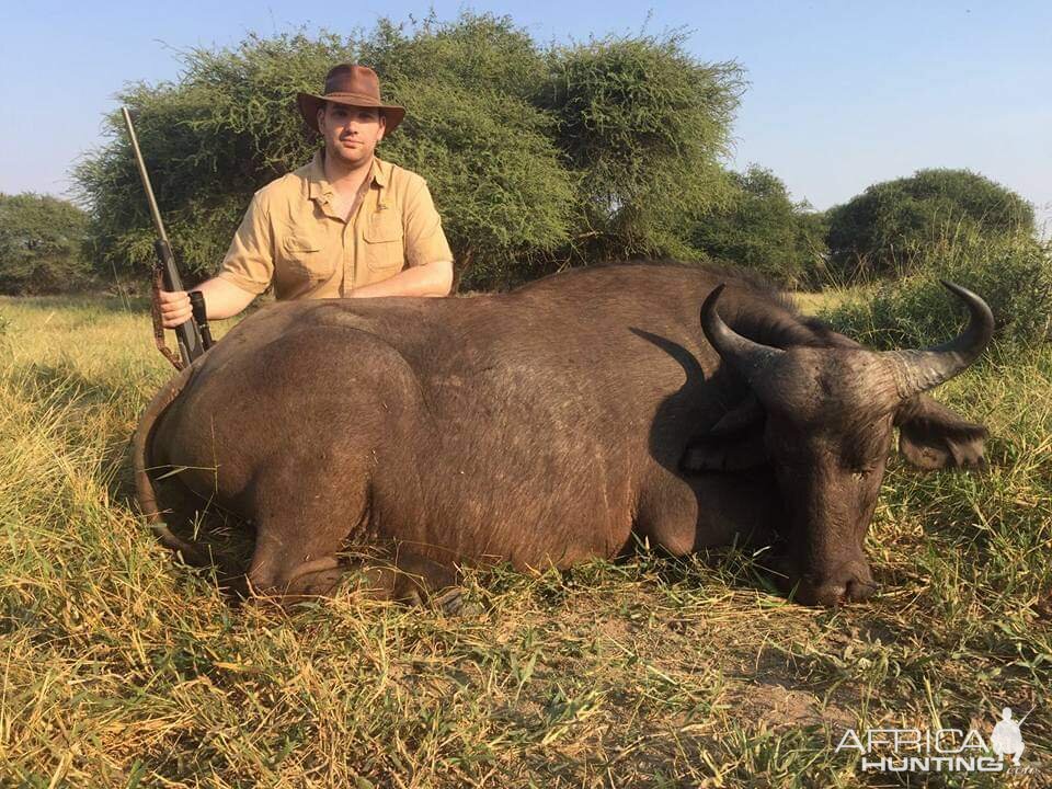 Hunt Cape Buffalo in South Africa