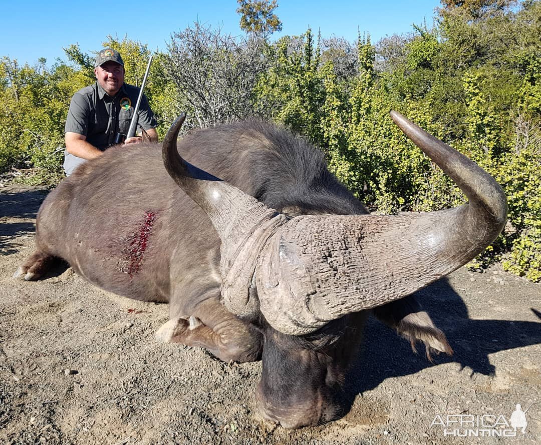 Hunt Cape Buffalo in South Africa