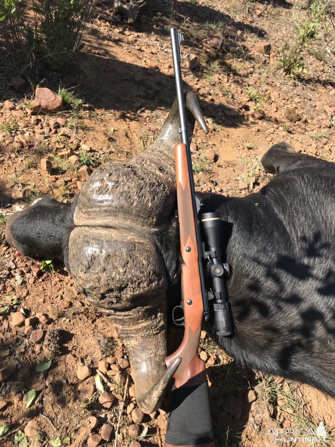 Hunt Cape Buffalo in South Africa