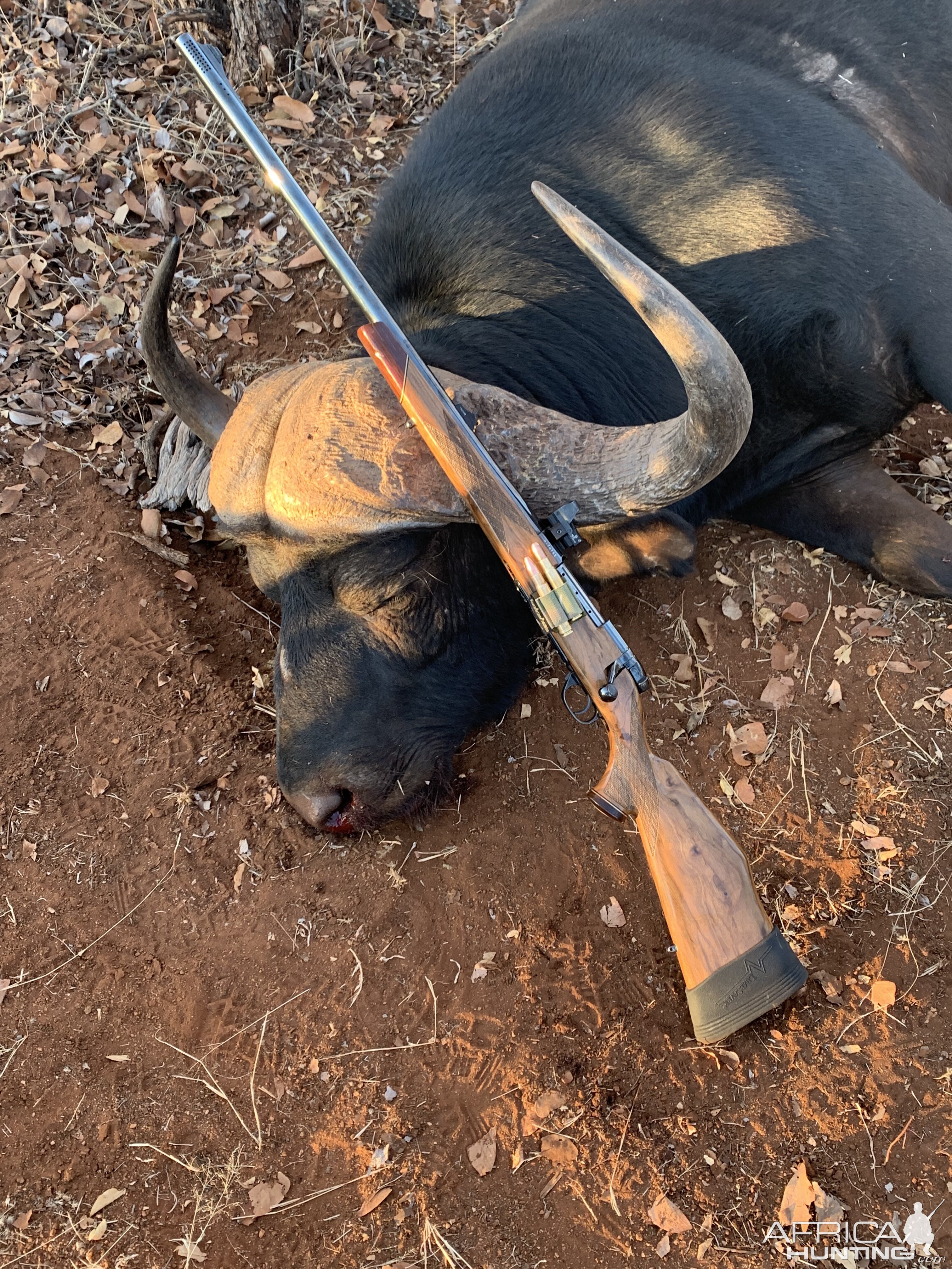 Hunt Cape Buffalo in South Africa