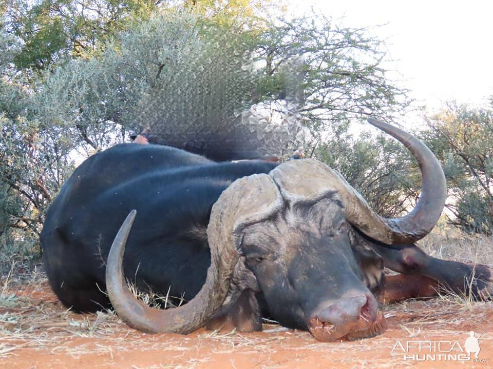 Hunt Cape Buffalo in South Africa