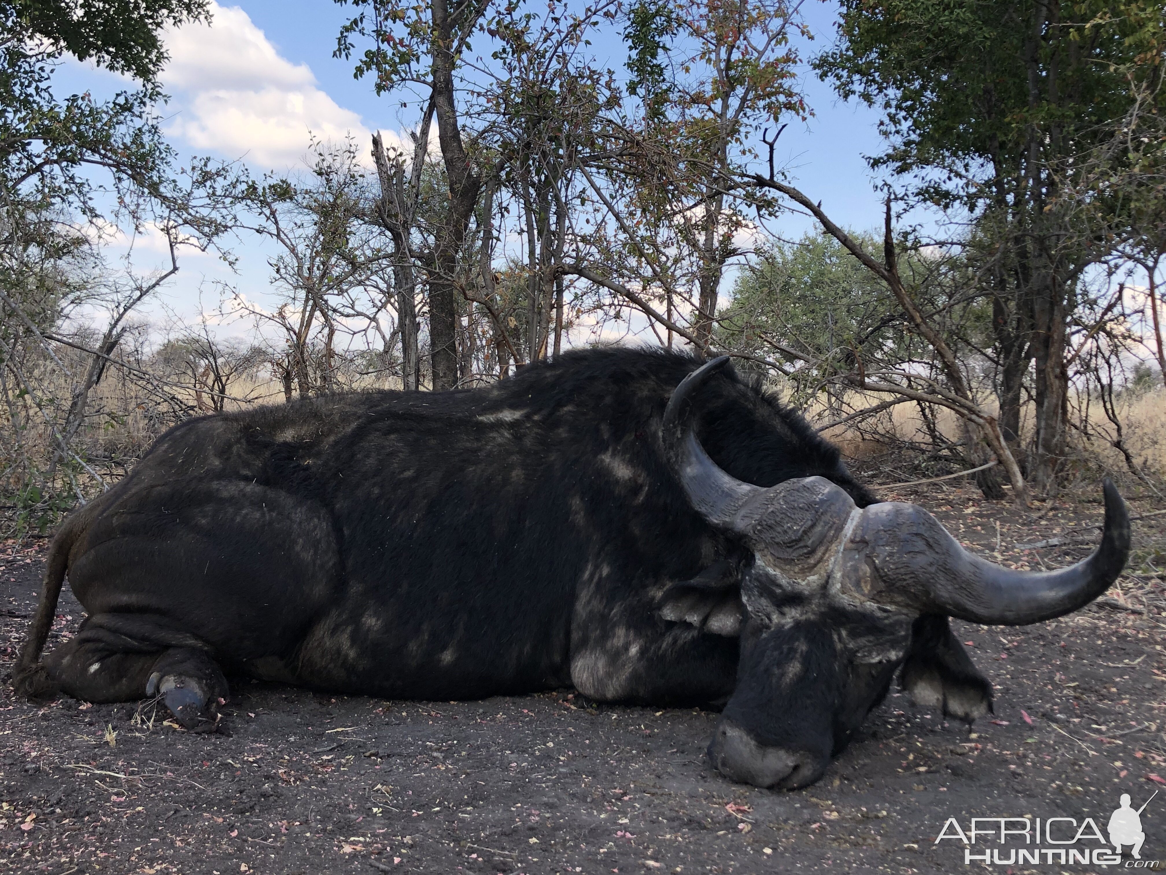 Hunt Cape Buffalo in South Africa