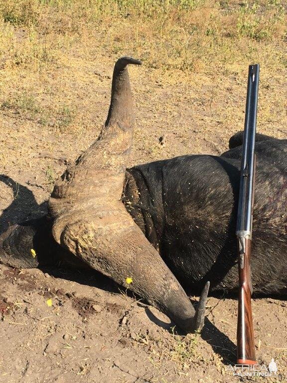 Hunt Cape Buffalo in South Africa