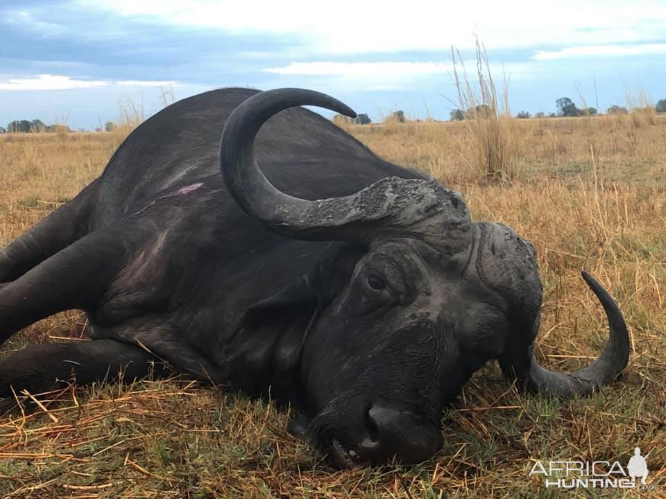 Hunt Cape Buffalo in Tanzania