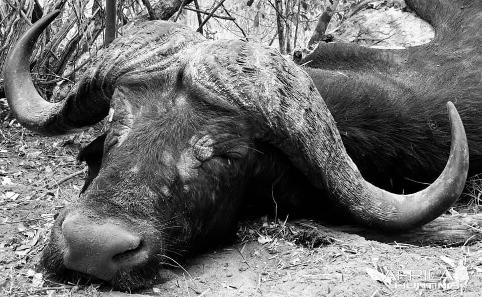 Hunt Cape Buffalo in Tanzania