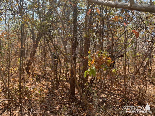 Hunt Cape Buffalo in Zambia