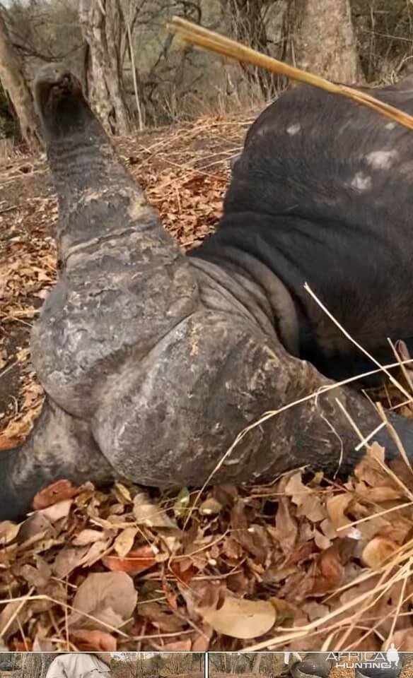 Hunt Cape Buffalo in Zambia