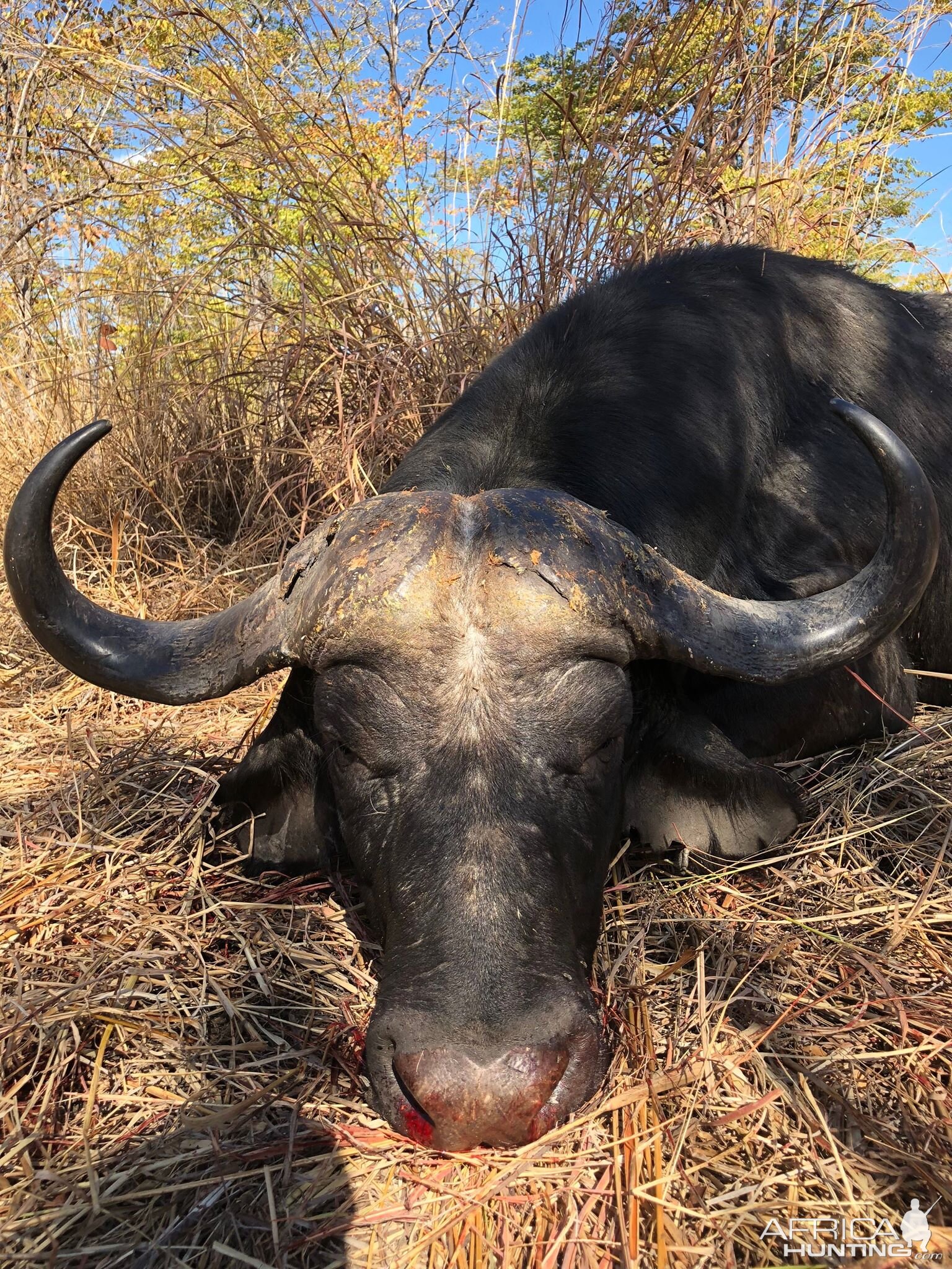 Hunt Cape Buffalo in Zambia