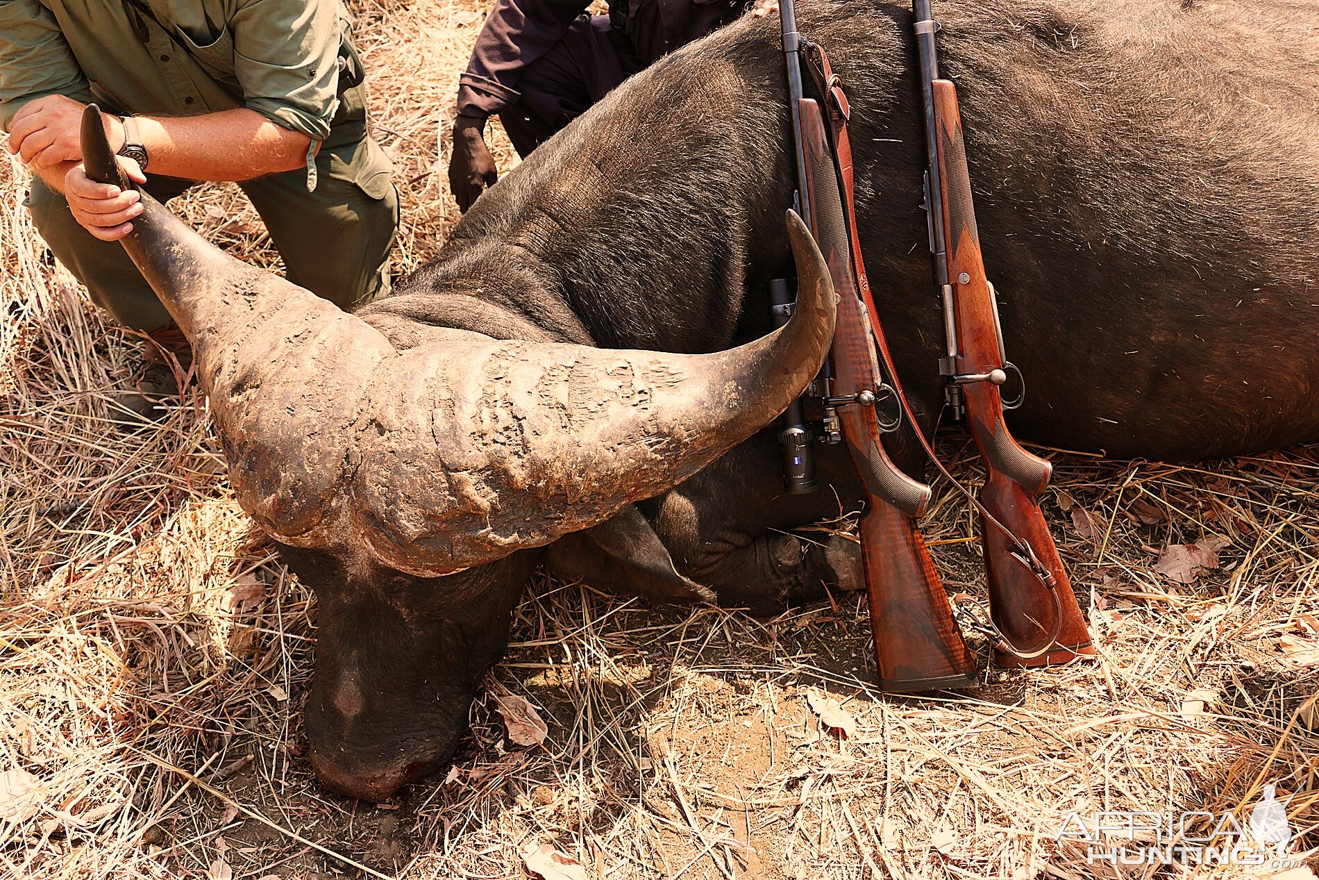 Hunt Cape Buffalo in Zambia