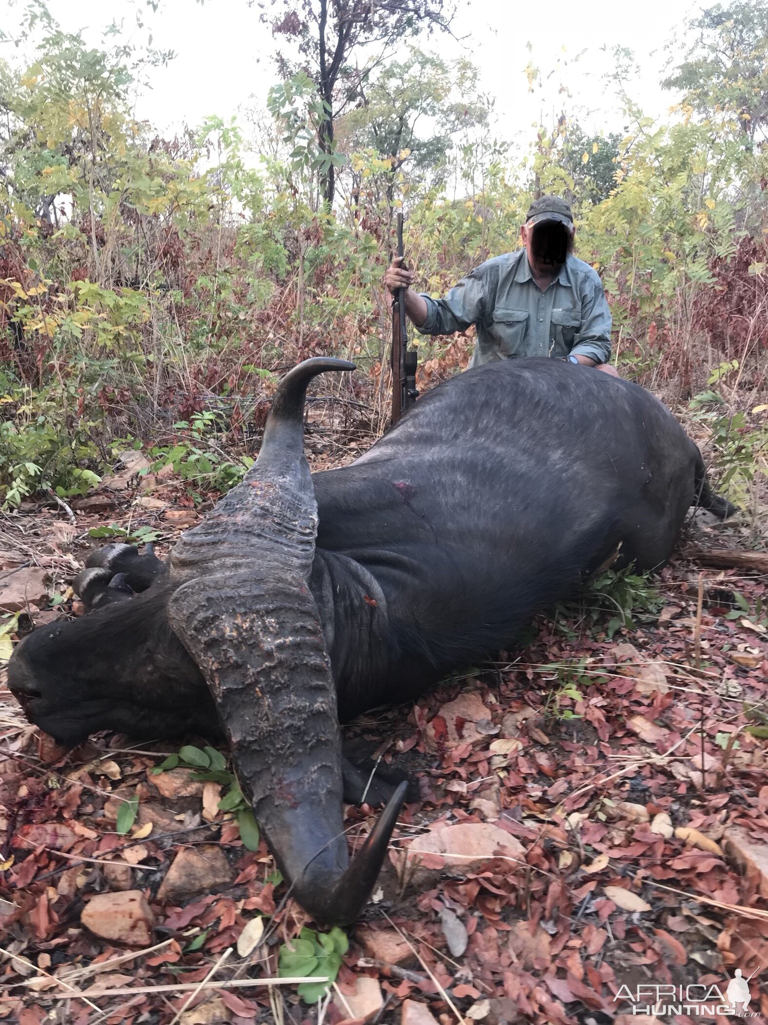 Hunt Cape Buffalo in Zimbabwe