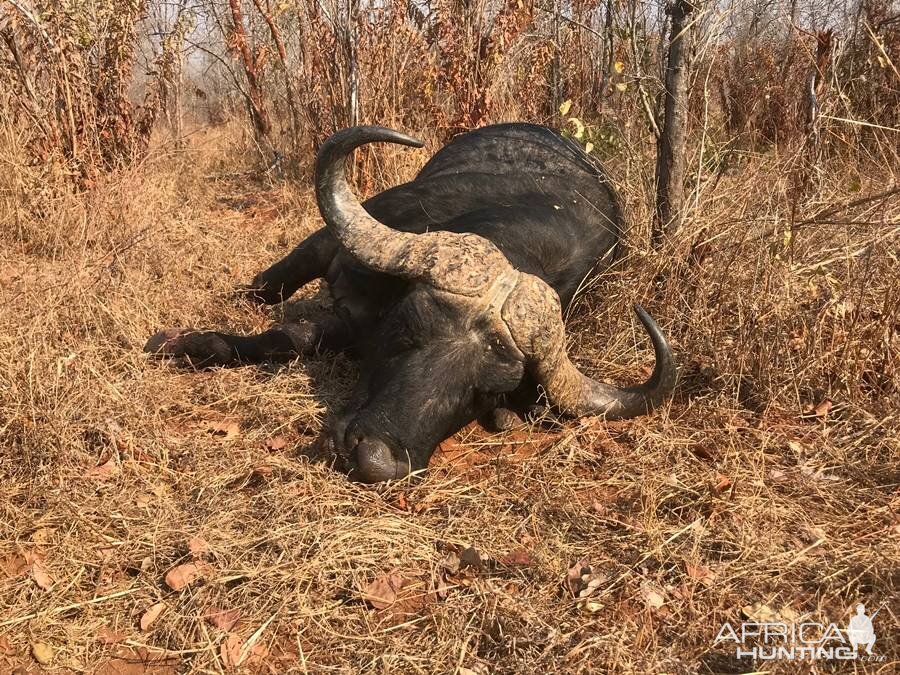 Hunt Cape Buffalo in Zimbabwe