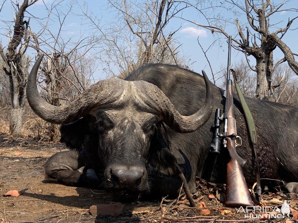 Hunt Cape Buffalo in Zimbabwe