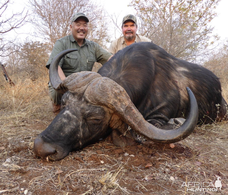 Hunt Cape Buffalo in Zimbabwe