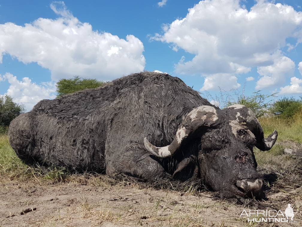 Hunt Cape Buffalo Namibia