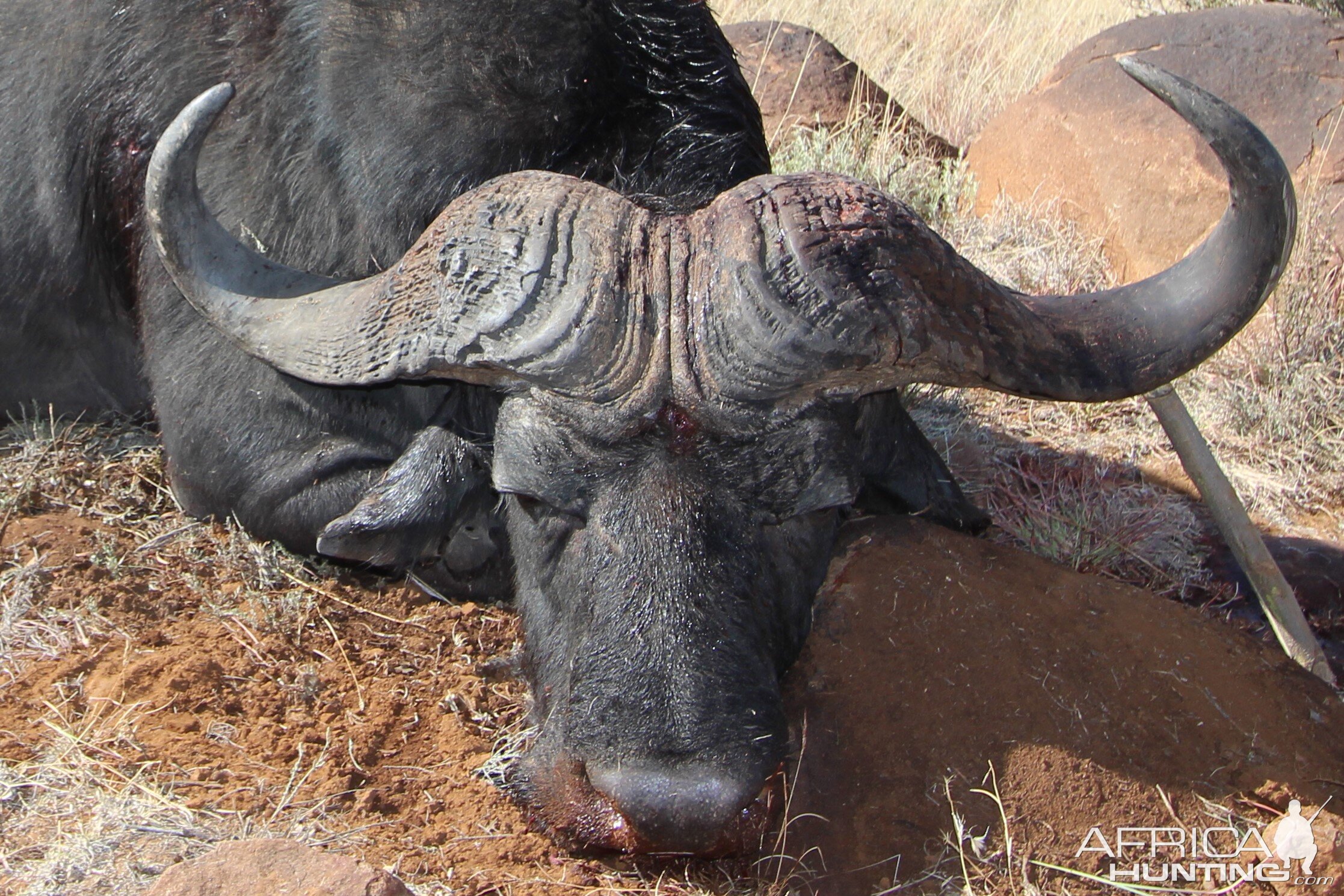 Hunt Cape Buffalo South Africa