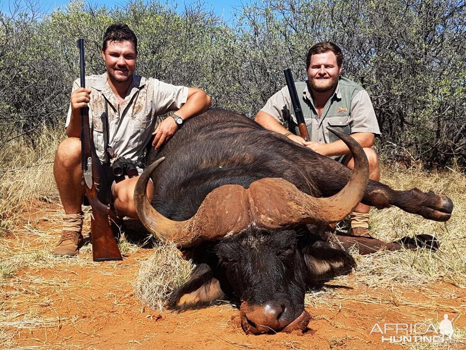 Hunt Cape Buffalo South Africa