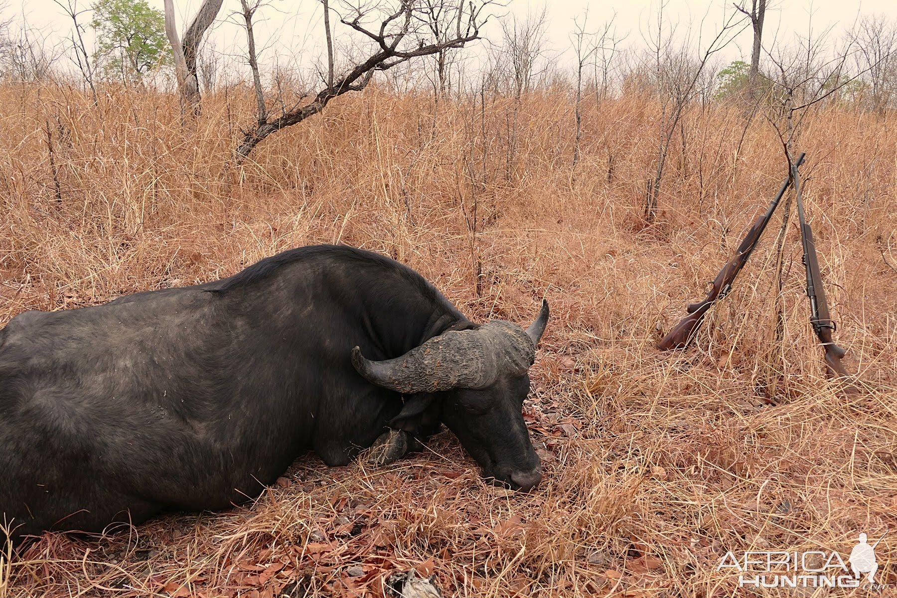 Hunt Cape Buffalo Zambia