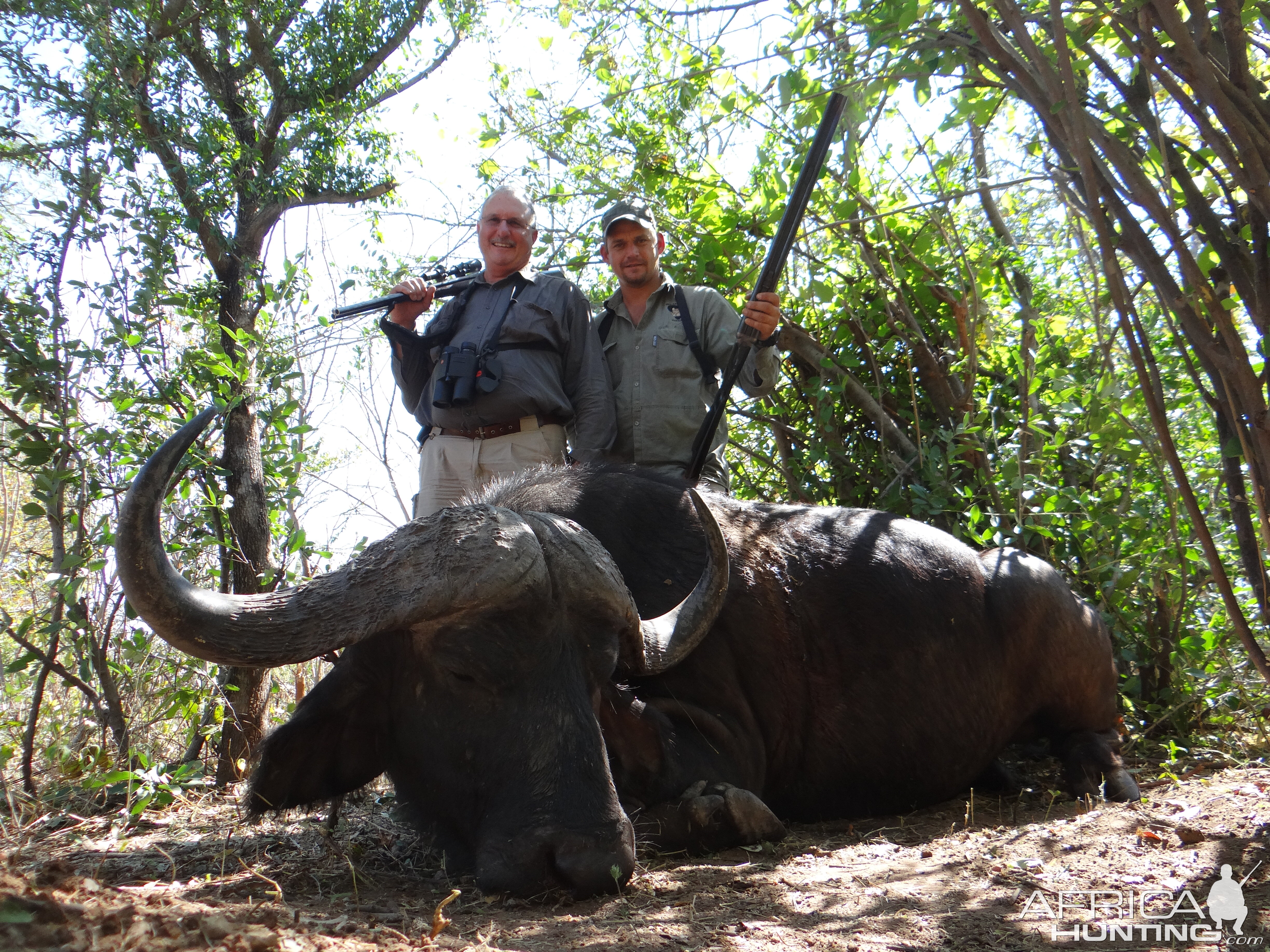 Hunt Cape Buffalo Zimbabwe