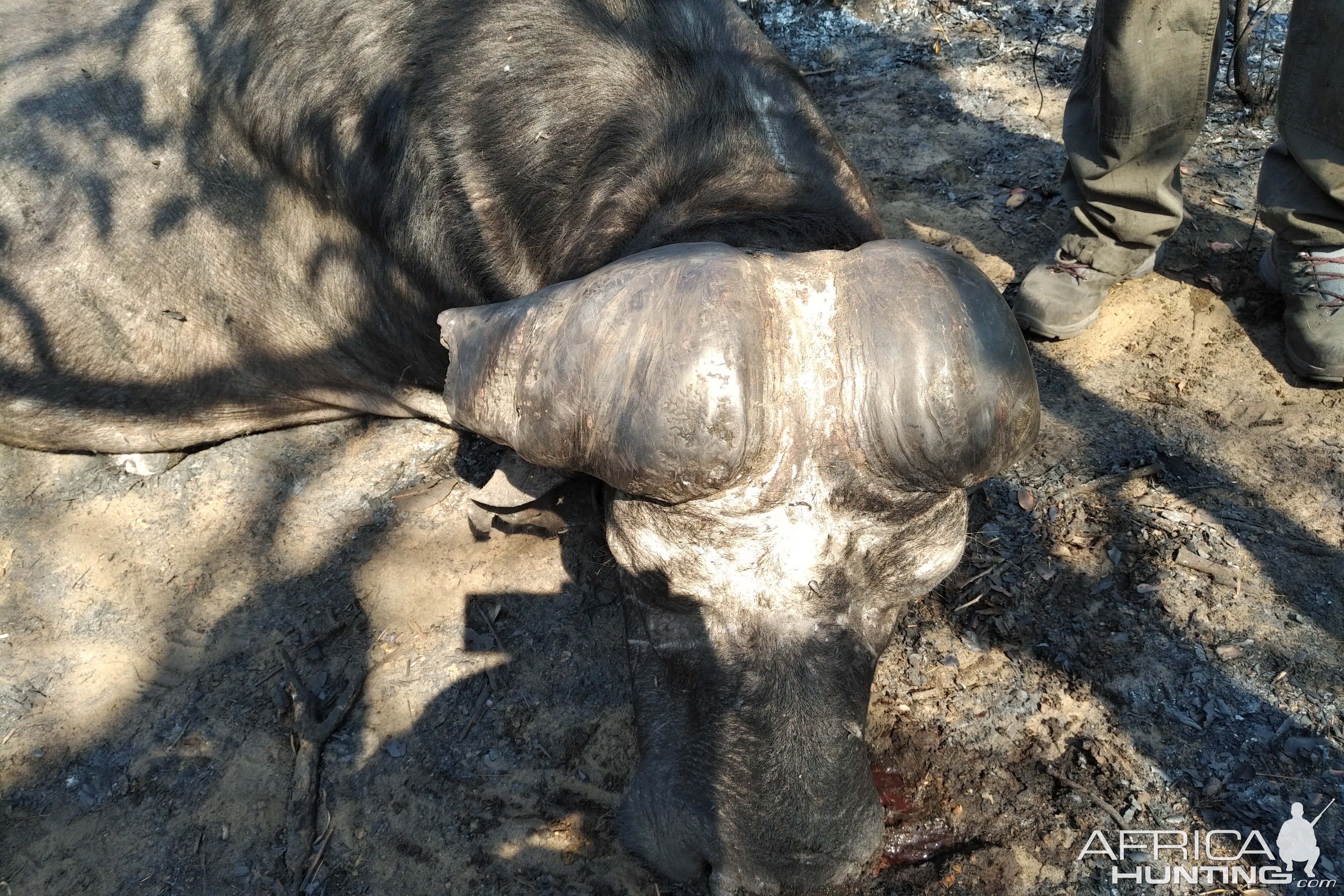 Hunt Cape Buffalo