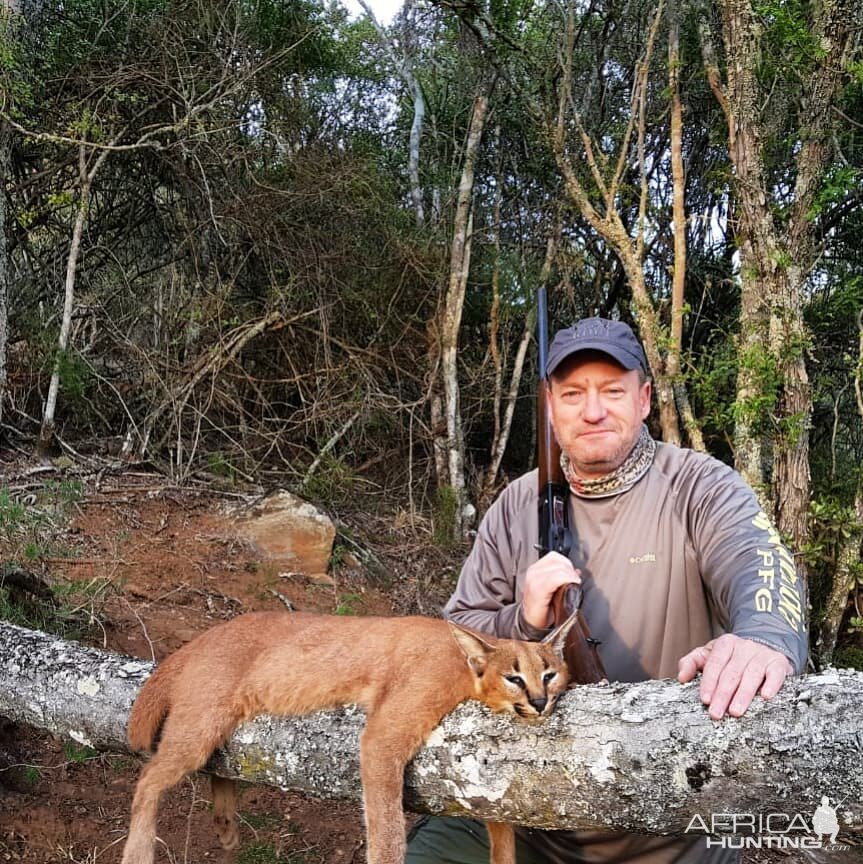 Hunt Caracal in South Africa