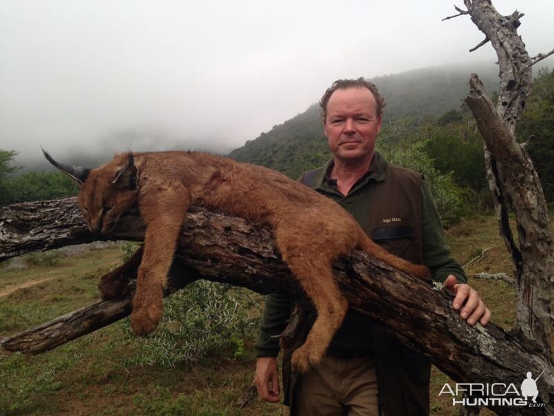 Hunt Caracal in South Africa