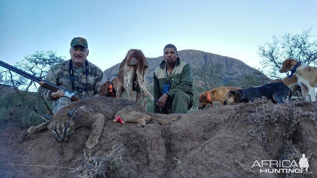 Hunt  Caracal in South Africa