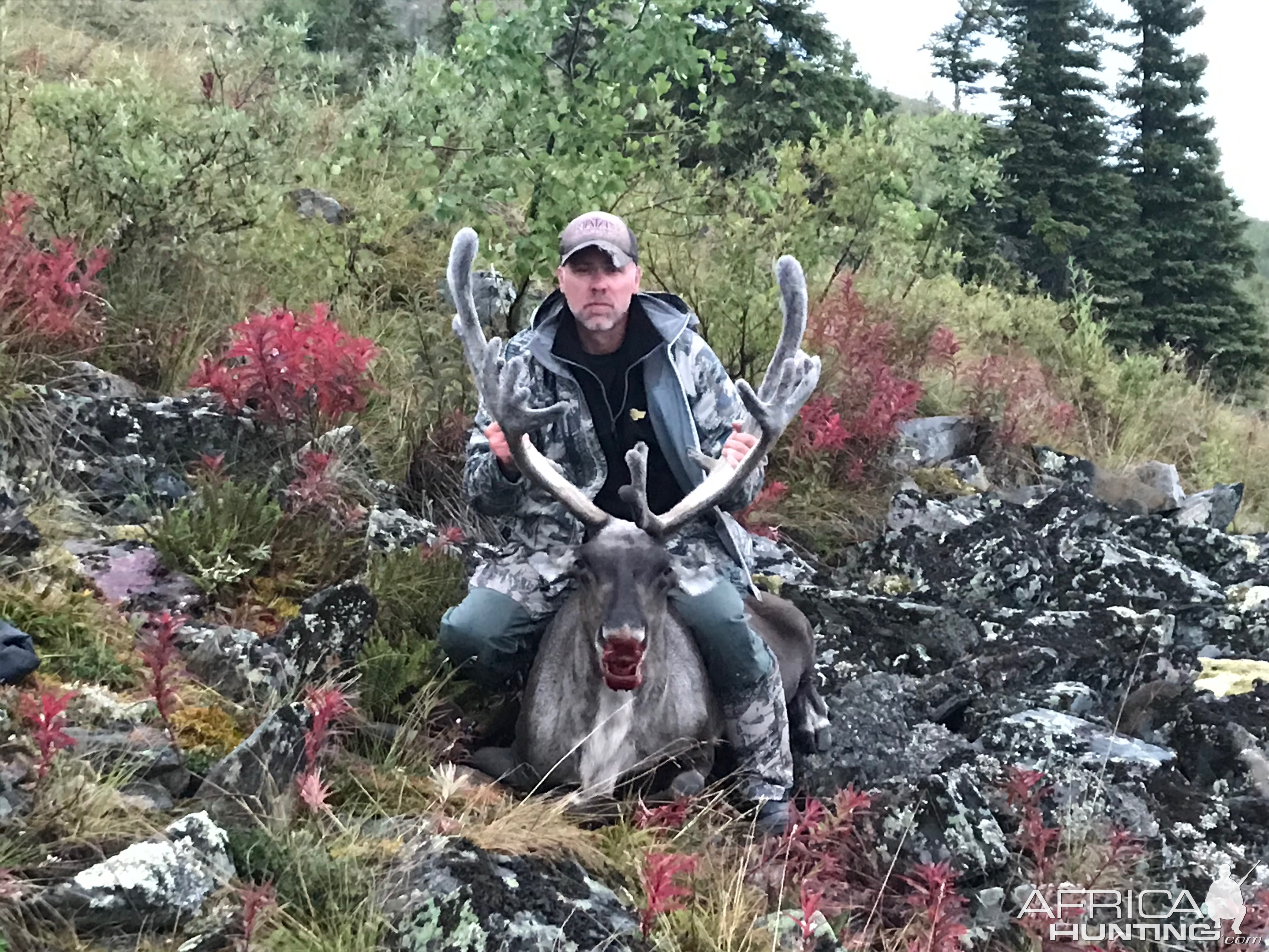 Hunt Caribou in Alaska USA