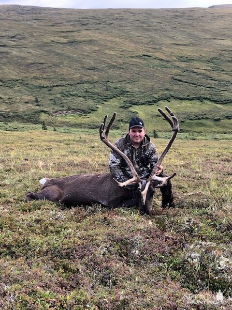 Hunt Caribou in Alaska USA