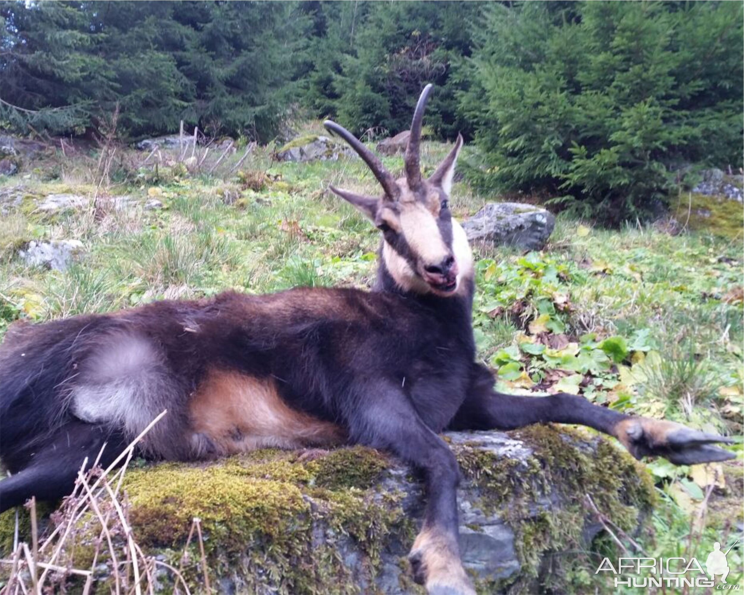 Hunt Chamois in Romania