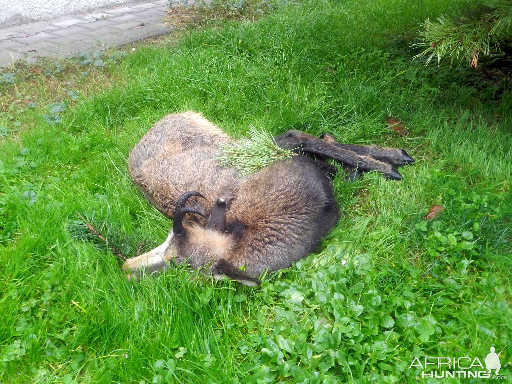 Hunt Chamois Slovenia