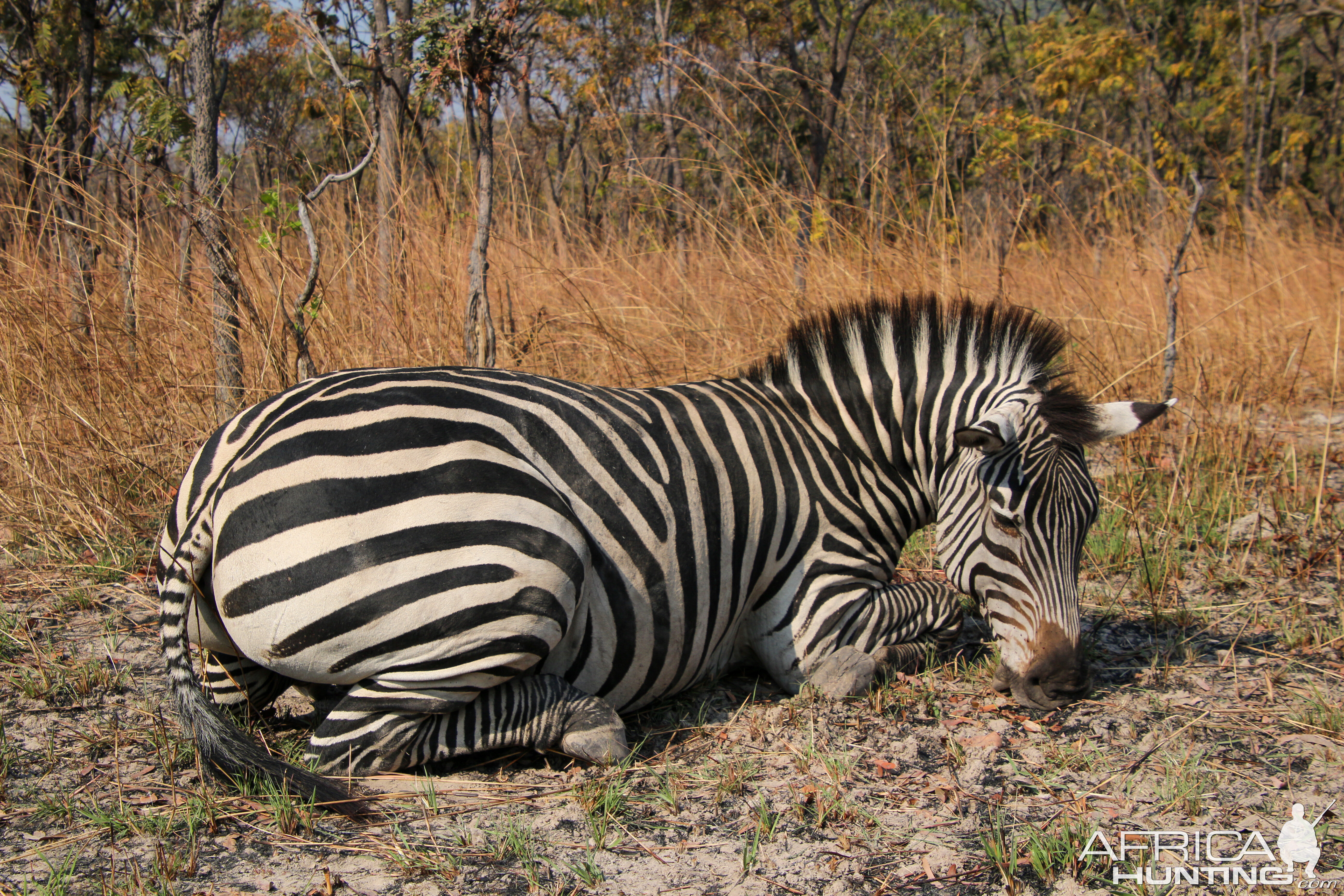 Hunt Chapman's Zebra in Namibia