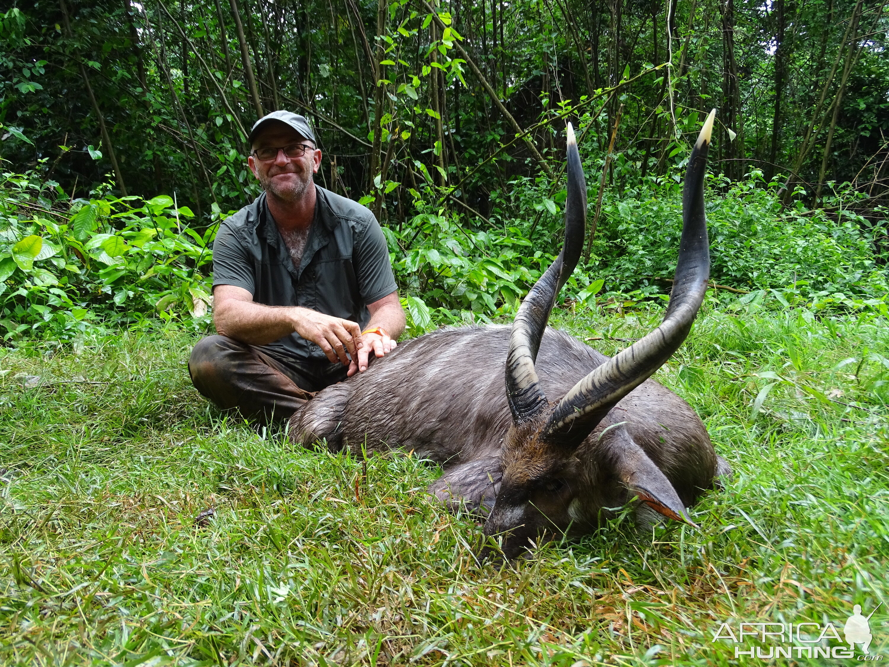 Hunt Congo Forest Sitatunga