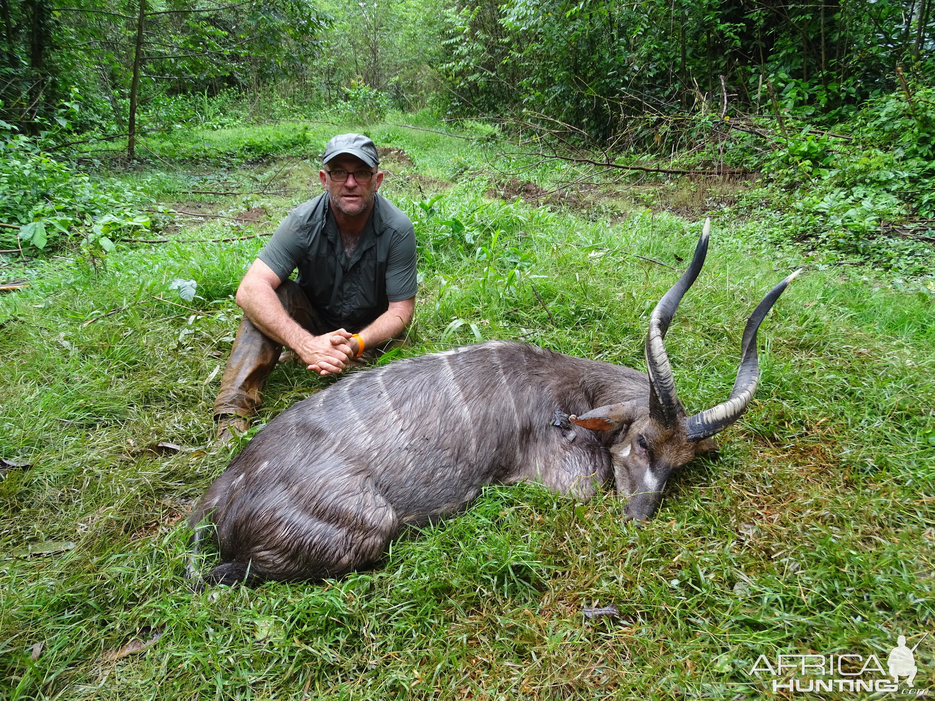 Hunt Congo Forest Sitatunga