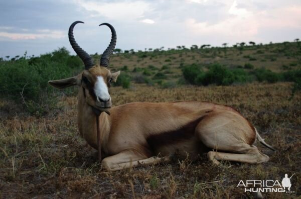 Hunt Copper Springbok South Africa