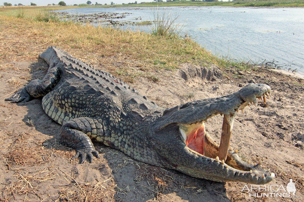 Hunt Crocodile in Namibia