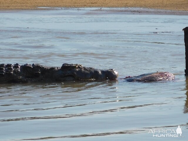 Hunt Crocodile