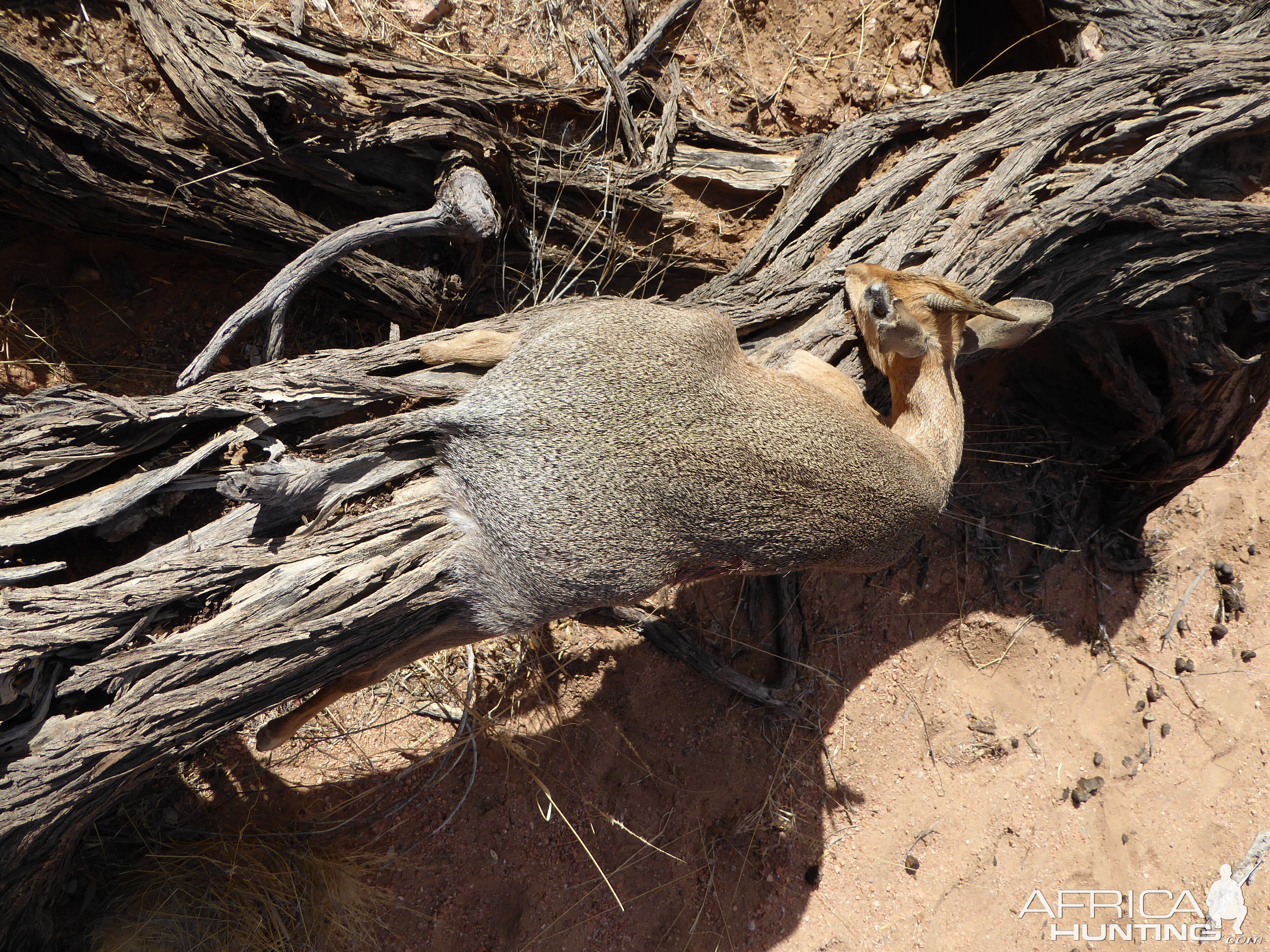 Hunt Damara Dik Dik in Namibia