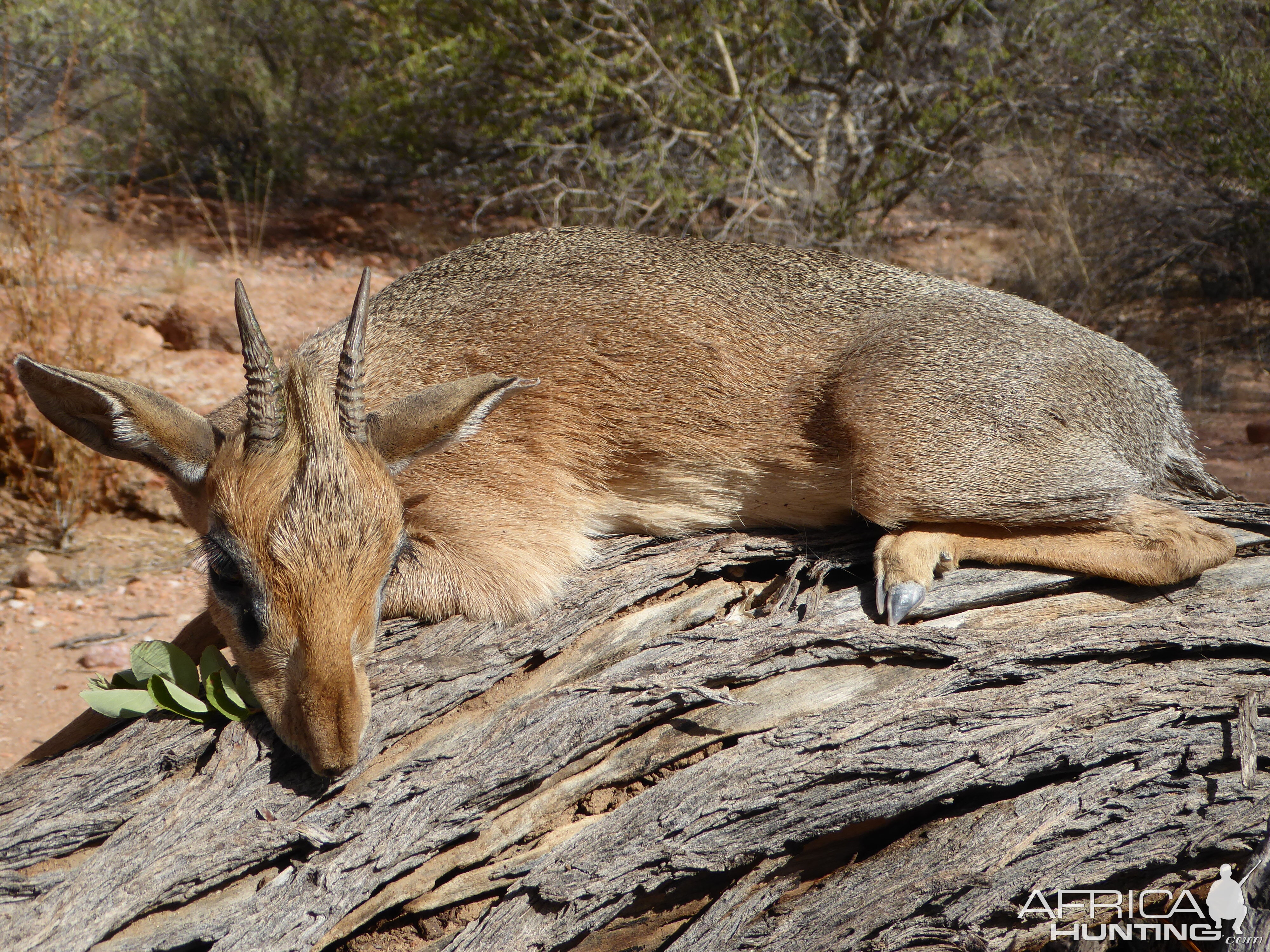 Hunt Damara Dik Dik