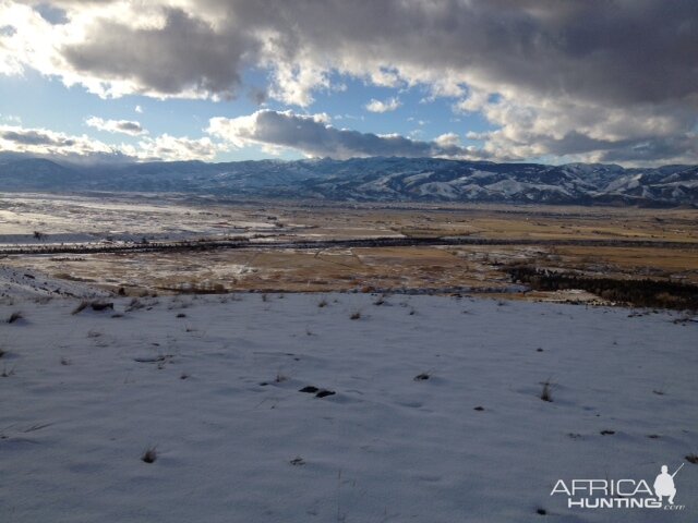 Hunt Deer Montana