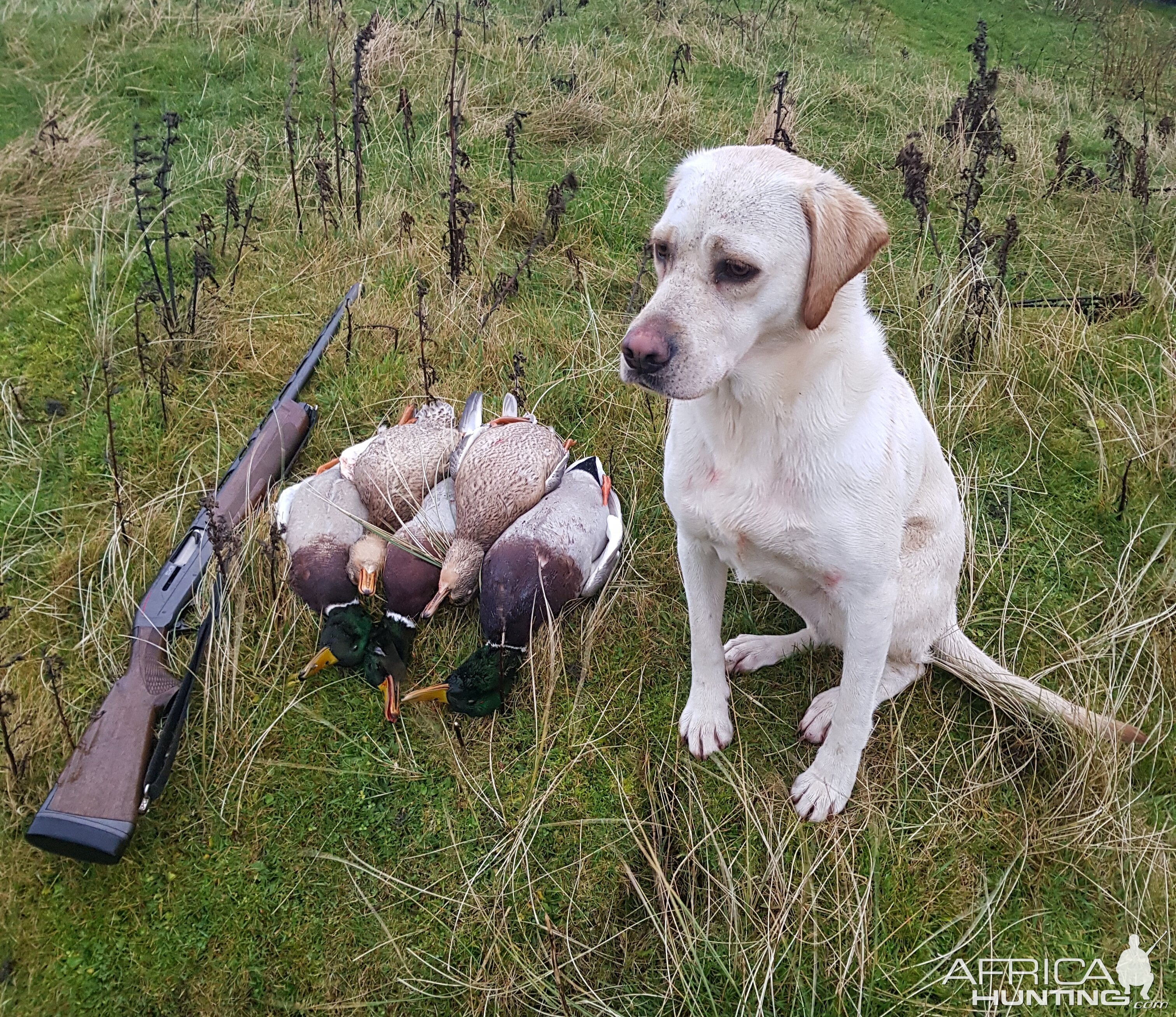 Hunt Duck in Shetland