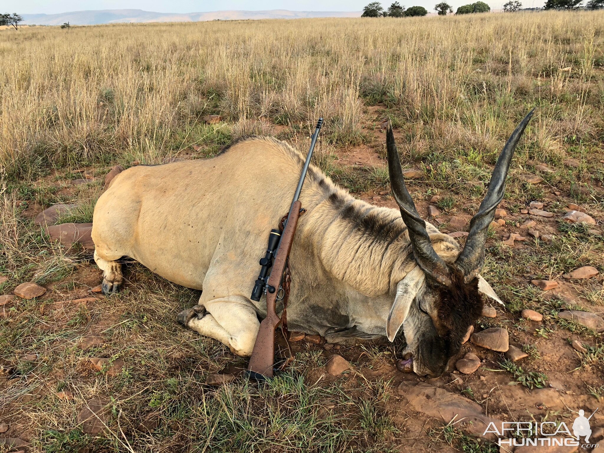 Hunt Eland in South Africa