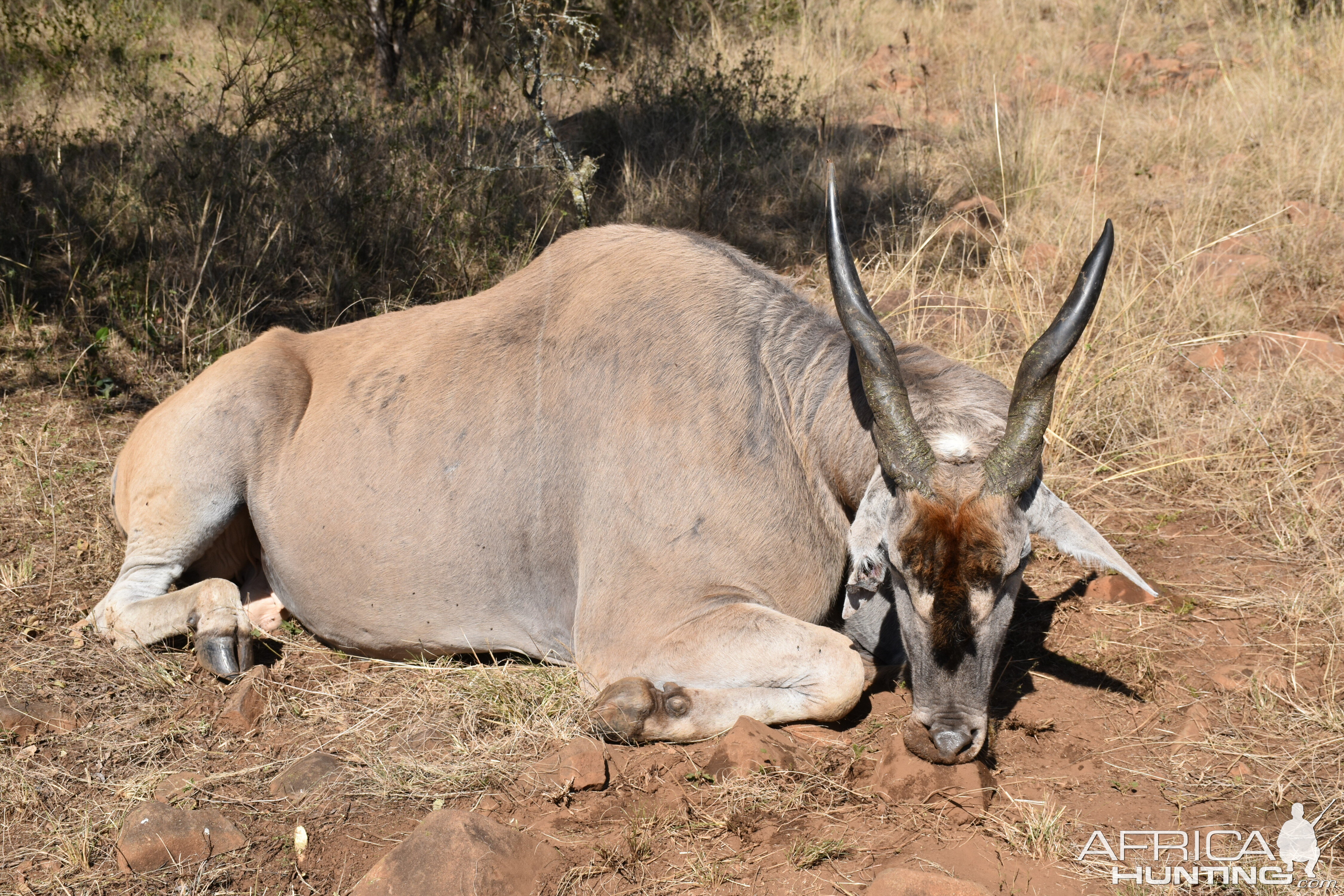 Hunt Eland in South Africa