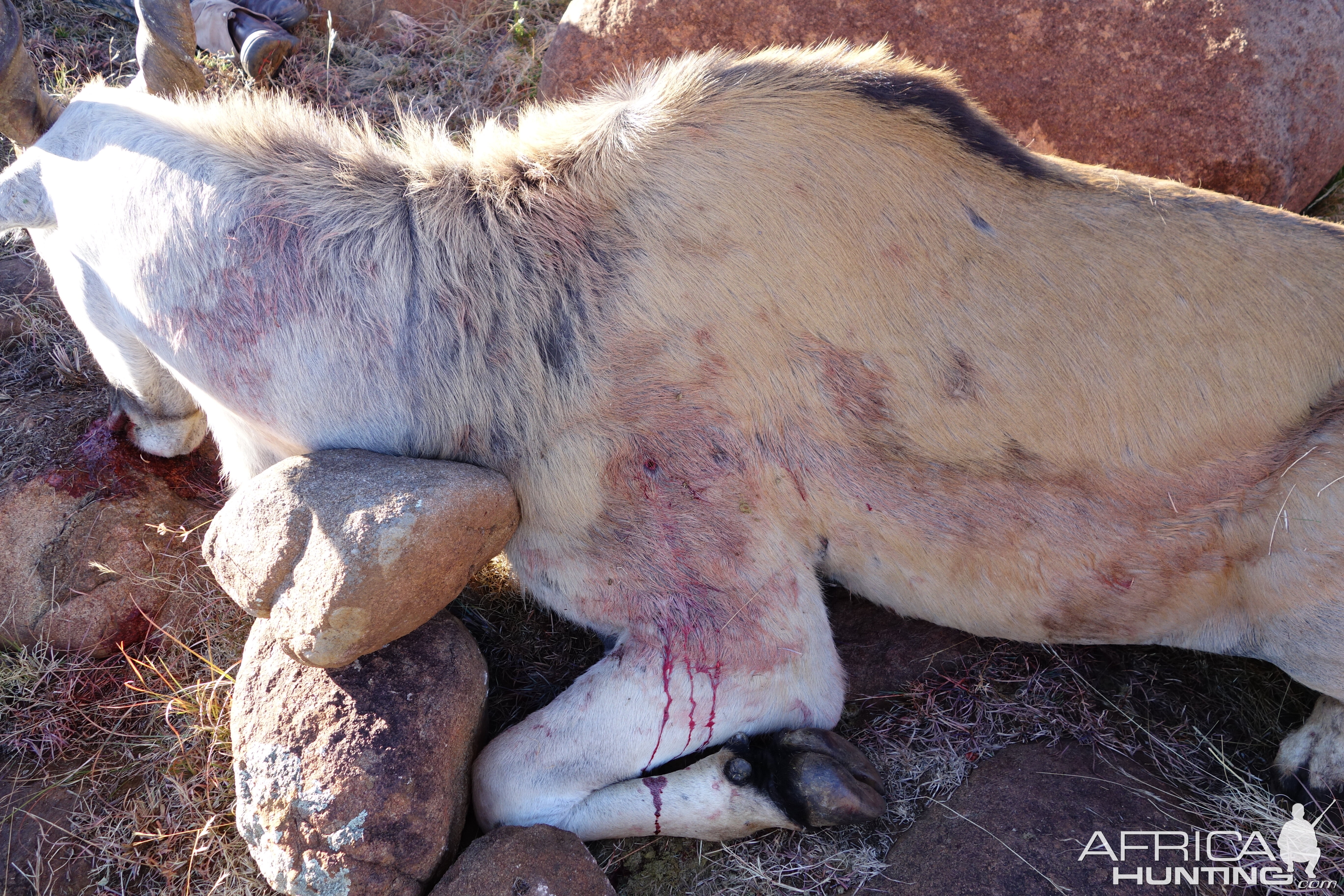 Hunt Eland in South Africa