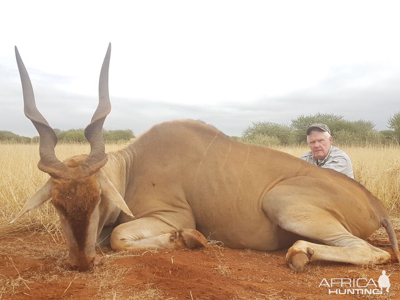 Hunt Eland in South Africa