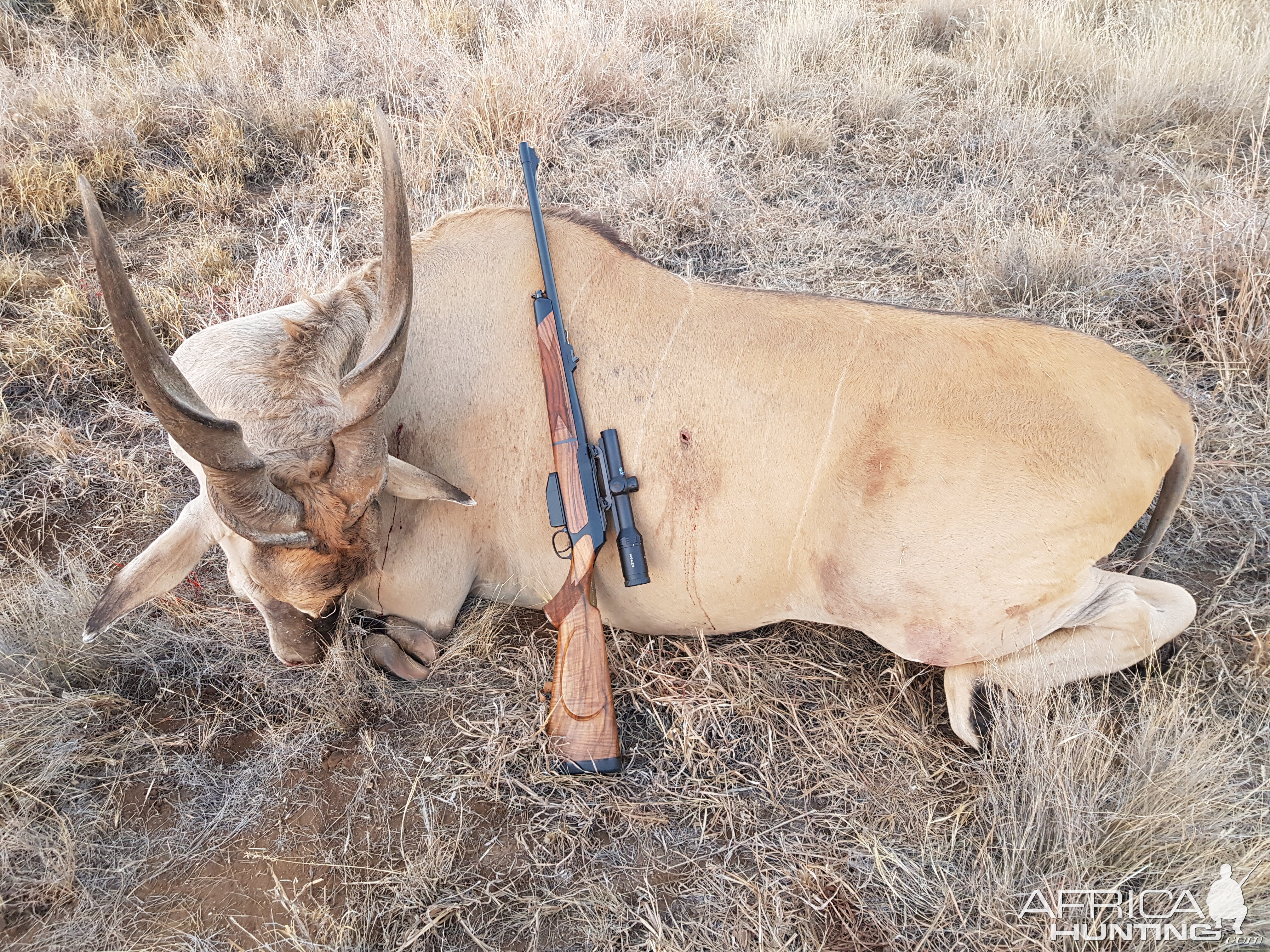 Hunt Eland in South Africa